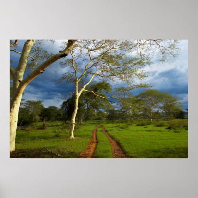 Fieberbaum (Acacia Xanthophloea) durch dirt Track Poster (Vorne)