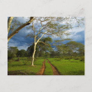 Fieberbaum (Acacia Xanthophloea) durch dirt Track Postkarte