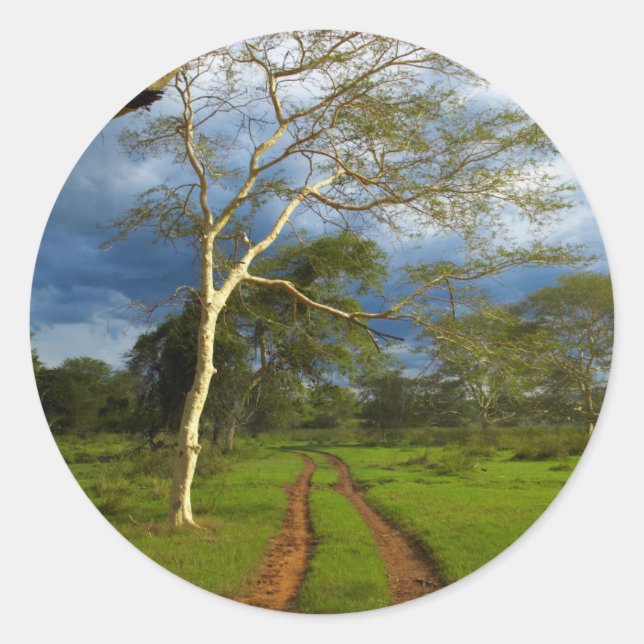 Fieberbaum (Acacia Xanthophloea) durch dirt Track Runder Aufkleber (Vorderseite)