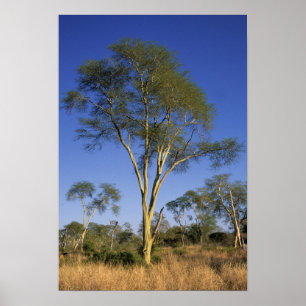 Fieberbaum (Acacia Xanthophloea), Punda Maria Poster