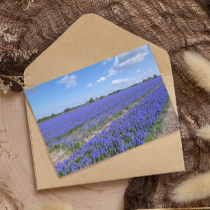 Field of Hyacinths Postkarte