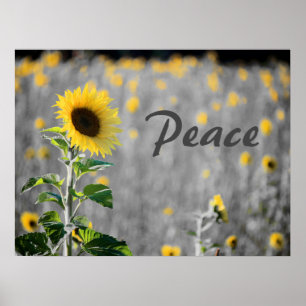 Field of Sunflowers, Black & White, Peace Poster