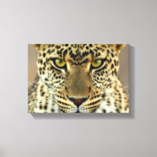 Fierce Leopard Leinwanddruck