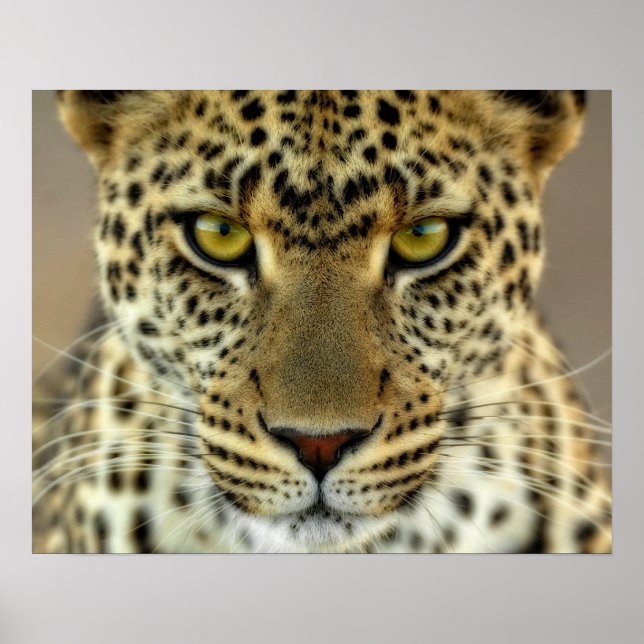 Fierce Leopard Poster (Vorne)