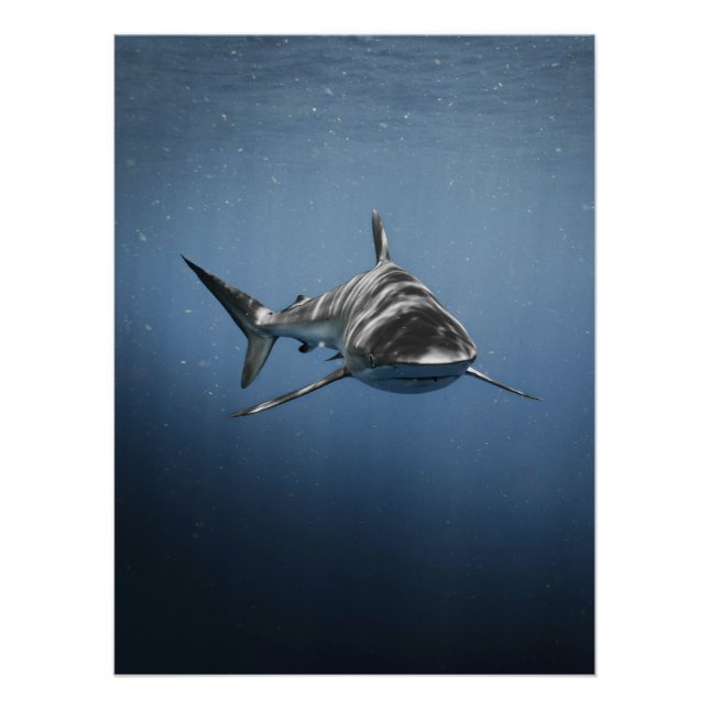 Fierce Ocean Predator – Shark Poster (Vorderseite)