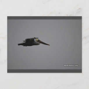 Fierce Pelican III   Blue Beach Song™ Postkarte