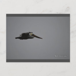 Fierce Pelican III | Blue Beach Song™ Postkarte