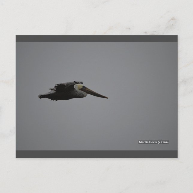 Fierce Pelican III | Blue Beach Song™ Postkarte (Vorderseite)