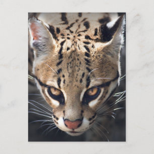 Fierce Postcard Postkarte