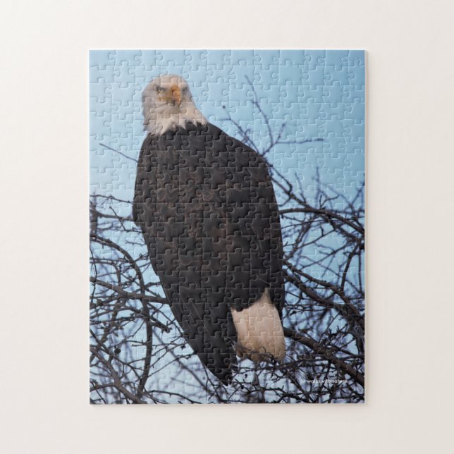 Fierce Stare of a Bald Eagle Puzzle (Vertikal)