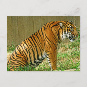 Fierce Tiger Postkarte