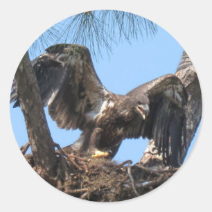 Fierce Young Eagle Stickers