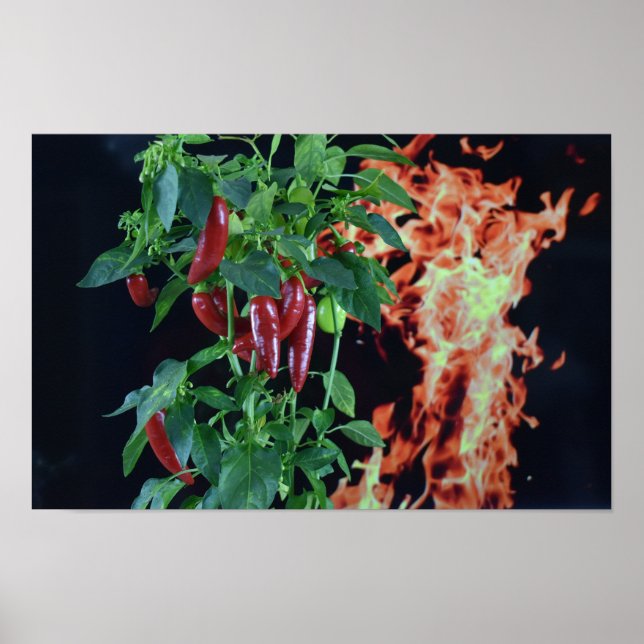 Fiery Hot Chili. Poster (Vorne)