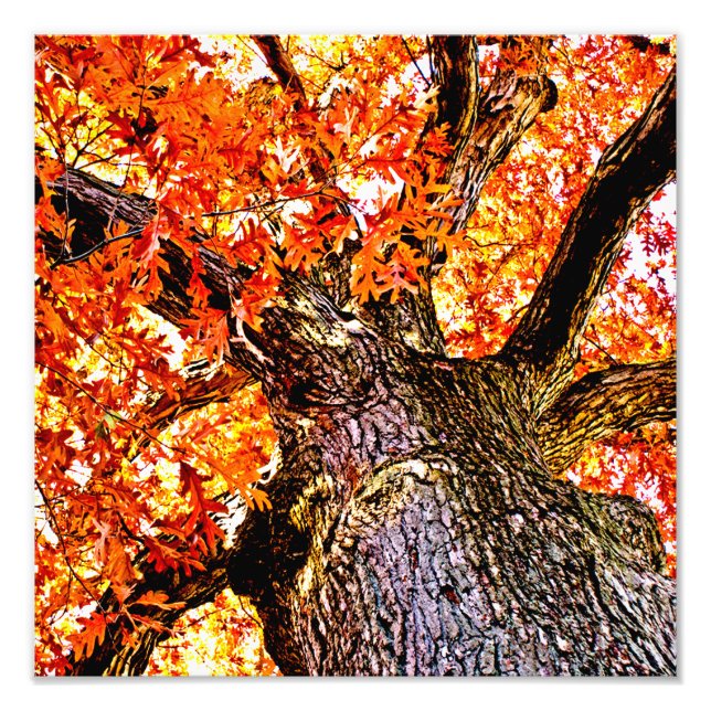 Fiery Oak Fotodruck (Vorne)
