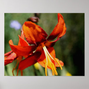 Fiery Orange Lily Blume Poster