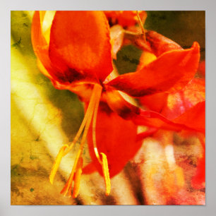 Fiery Orange Taglilie Blume Nah Abstrakt Poster
