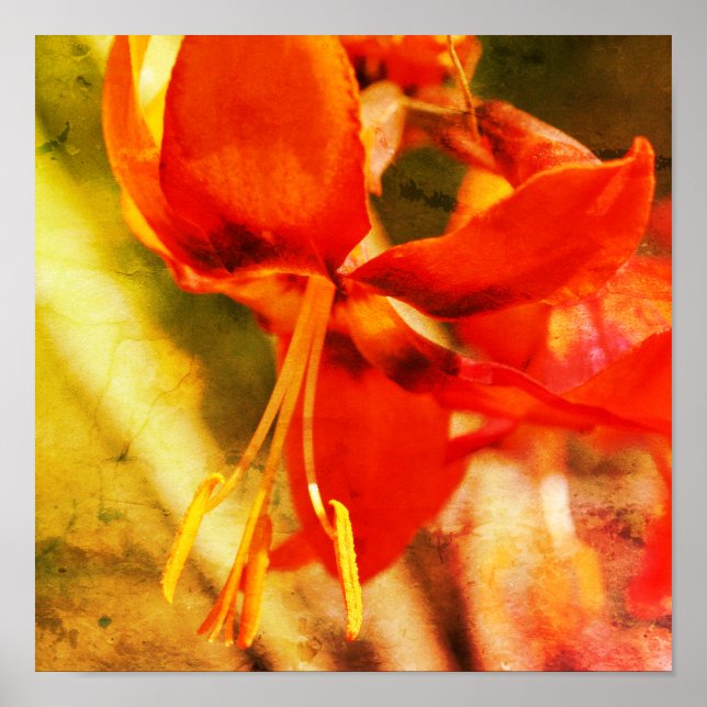 Fiery Orange Taglilie Blume Nah Abstrakt Poster (Vorne)