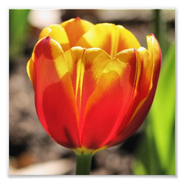 Fiery Orange Yellow Tulip Blume Nah 8x8 Fotodruck (Vorne)