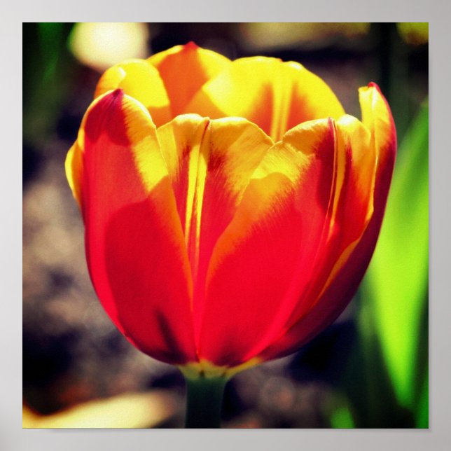 Fiery Orange Yellow Tulip Blume Nah Up Poster (Vorne)