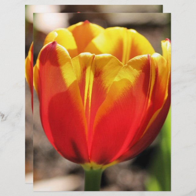 Fiery Orange Yellow Tulip Blume Scrapbook Paper (Vorne/Hinten)
