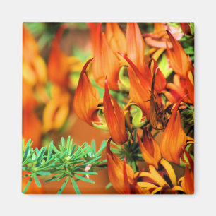 Fiery Red Orange Blooms auf diesem Crocosmia Garde Magnet