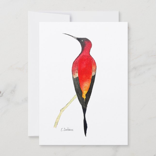 Fiery Topaz Hummingbird (Vorderseite)