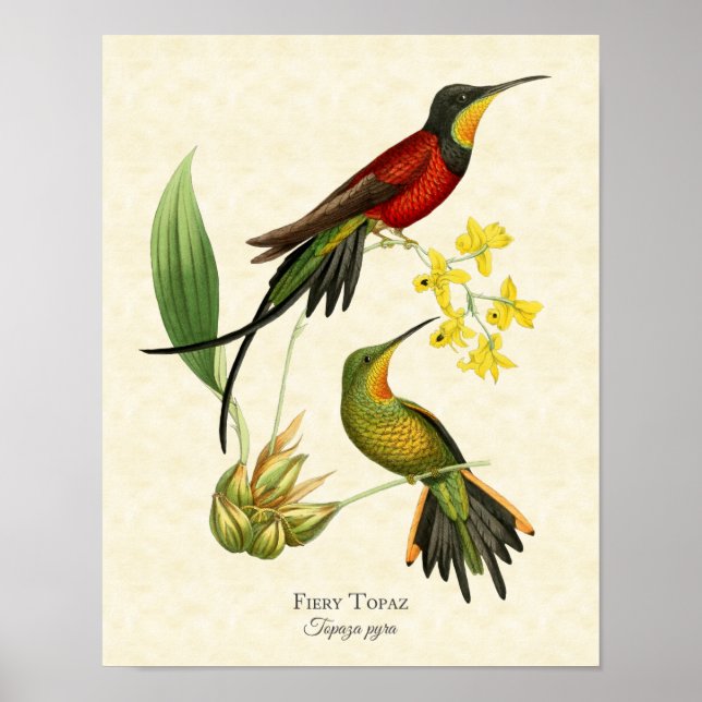 Fiery Topaz Hummingbird Art Print Poster (Vorne)