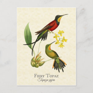 Fiery Topaz Hummingbirds Vintag Art Postkarte