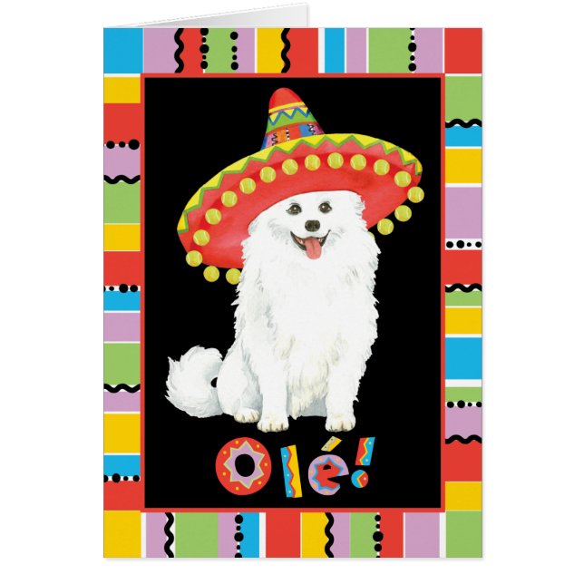 Fiesta American Eskimo Dog (Vorne)