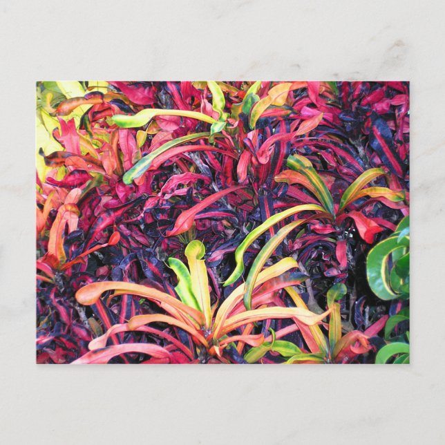 Fiesta of Color - Postcard Postkarte (Vorderseite)