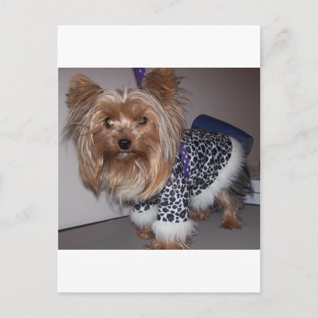 "Fifi" die Yorkie! Postkarte (Vorderseite)