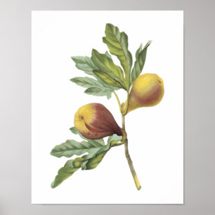 fig(Ficus violacea) von Redouté Poster