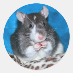 Figaro Rattie 3" Aufkleber