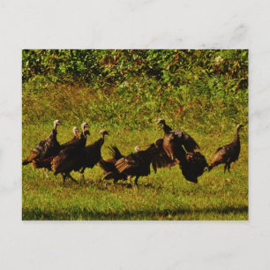 Fighting Wild Turkeys in the Smoky Mountains Postkarte