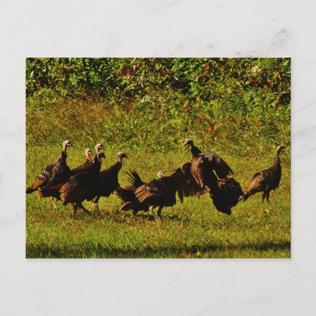 Fighting Wild Turkeys in the Smoky Mountains Postkarte (Vorderseite)