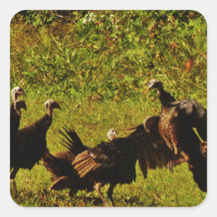 Fighting Wild Turkeys in the Smoky Mountains Quadratischer Aufkleber