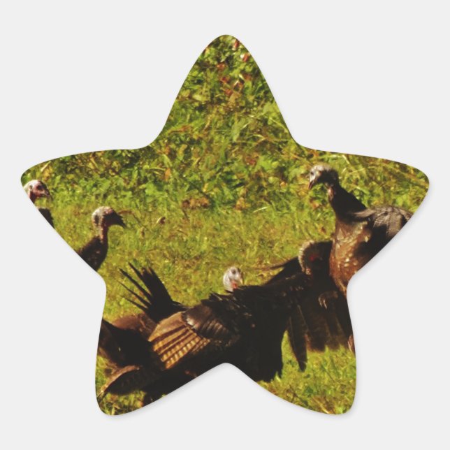 Fighting Wild Turkeys in the Smoky Mountains Stern-Aufkleber (Vorderseite)