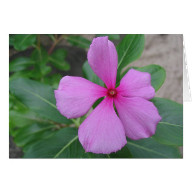 Fiji Floral (Vorderseite (Horizontal))