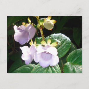 Fiji Lila Orchid Postkarte
