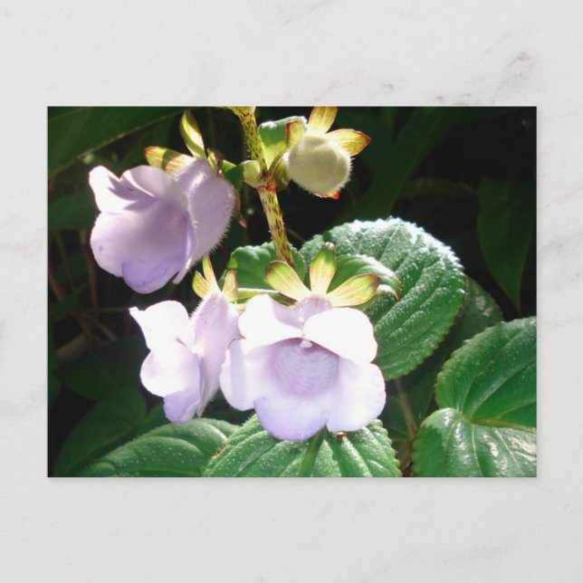 Fiji Lila Orchid Postkarte (Vorderseite)