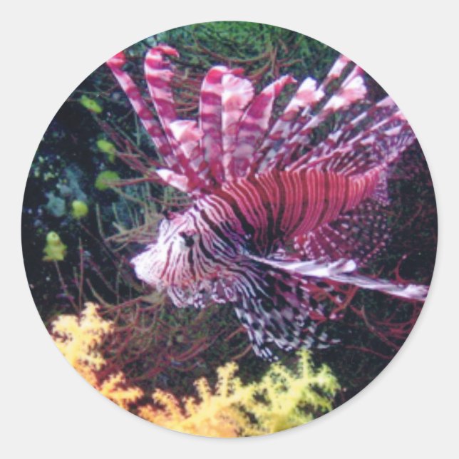 Fiji Lion Runder Aufkleber (Vorderseite)