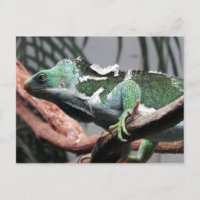 Fijian Crested Iguana