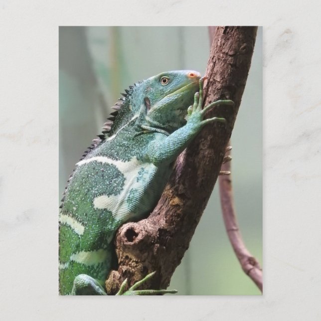Fijian Crested Iguana Postkarte (Vorderseite)