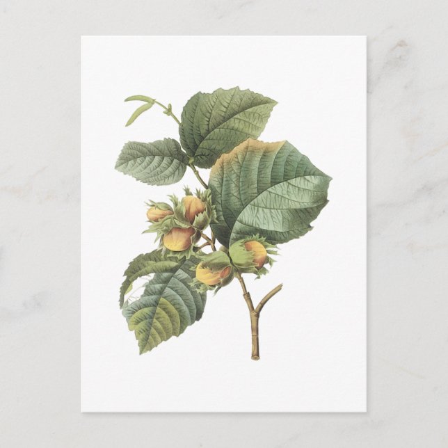Filbert(Corylus maxima) von Redouté Postkarte (Vorderseite)