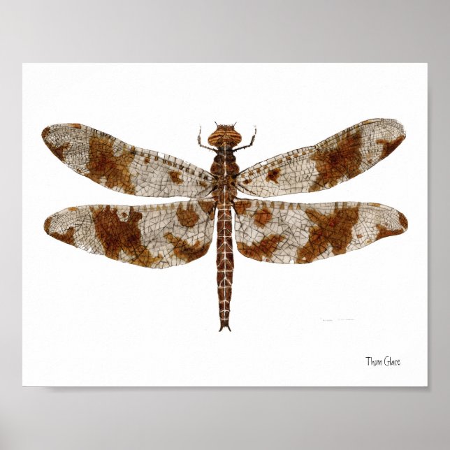 Filigree Skimmer Dragonfly Poster (Vorne)