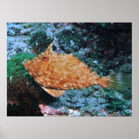Filipino Filefish
