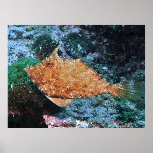 Filipino Filefish Poster (Vorne)