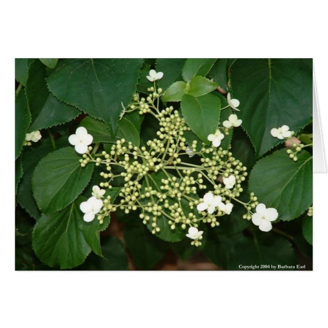 Filoli-Blume1 (Vorderseite (Horizontal))