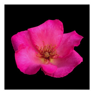 Filzstift Rose Poster
