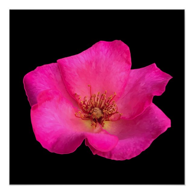 Filzstift Rose Poster (Vorderseite)